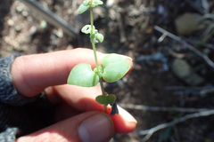 Crassula nemorosa