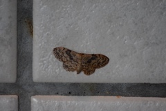 Idaea inquinata