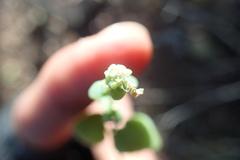 Crassula nemorosa