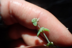 Crassula nemorosa