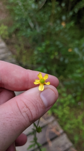Image of Ranunculus plebeius by no rights reserved