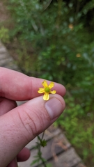 Ranunculus plebeius