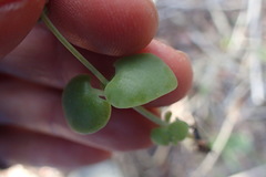 Crassula nemorosa