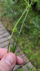 Ranunculus plebeius