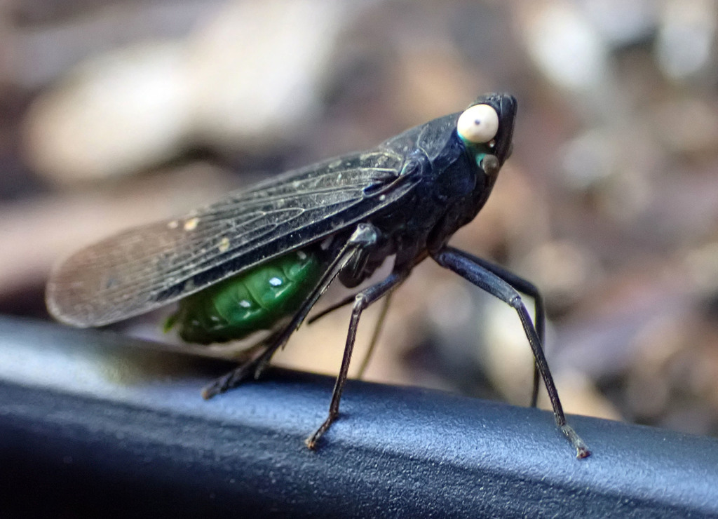 Desudaba aulica