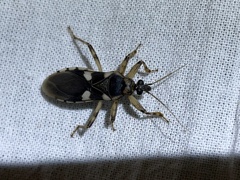Varus flavoannulatus