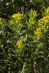 Euphorbia eugeniae