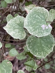 Calystegia tuguriorum