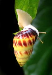 Amphidromus perversus