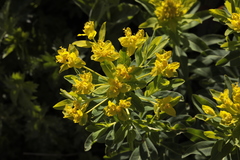 Euphorbia eugeniae