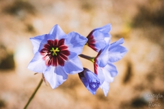 Leucocoryne purpurea