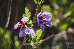 Leucocoryne purpurea