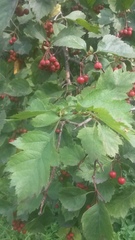 Crataegus sanguinea