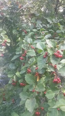 Crataegus sanguinea