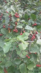 Crataegus sanguinea