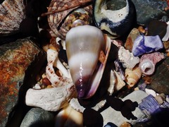 Conus muriculatus