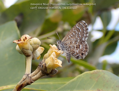 Theclinesthes sulpitius