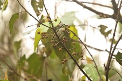 Pogoniulus subsulphureus