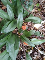 Scadoxus membranaceus
