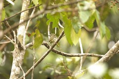 Pogoniulus scolopaceus