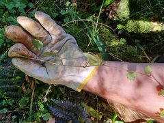 Brachyglottis sciadophila