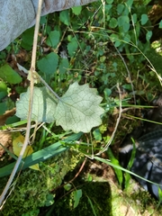 Brachyglottis sciadophila