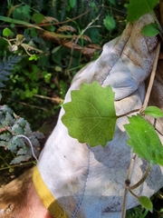 Brachyglottis sciadophila