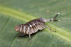 Phaesticus mellerborgi