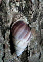 Amphidromus inversus