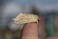 Saliocleta widagdoi