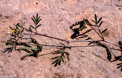 Hippocrepis multisiliquosa