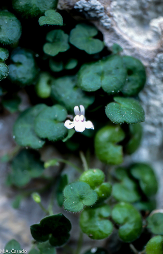 Representative image of Cymbalaria aequitriloba fragilis