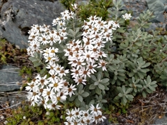 Olearia moschata