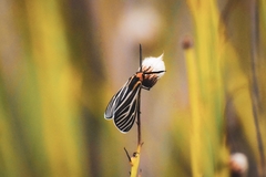 Ctenucha vittigera