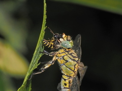 Cerceris arenaria
