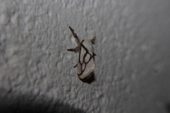 Parapluda invitabilis