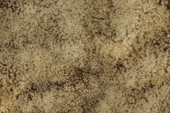 Botryobasidium vagum