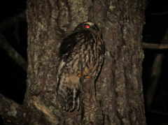 Ninox novaeseelandiae