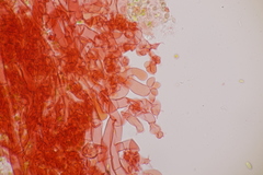 Botryobasidium vagum