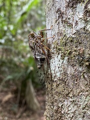 Henicopsaltria rufivelum