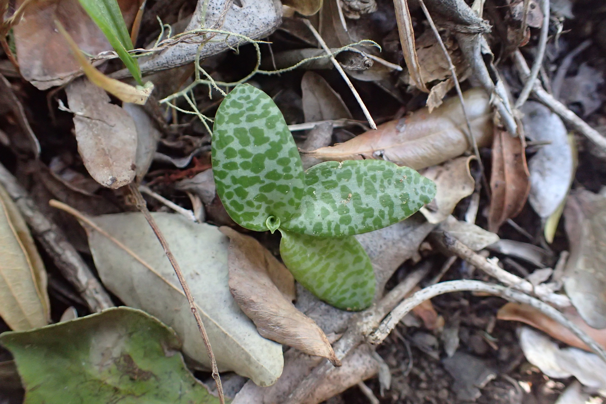 Imagem de Planta-pérola