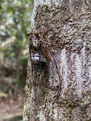 Henicopsaltria rufivelum