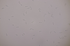 Botryobasidium vagum