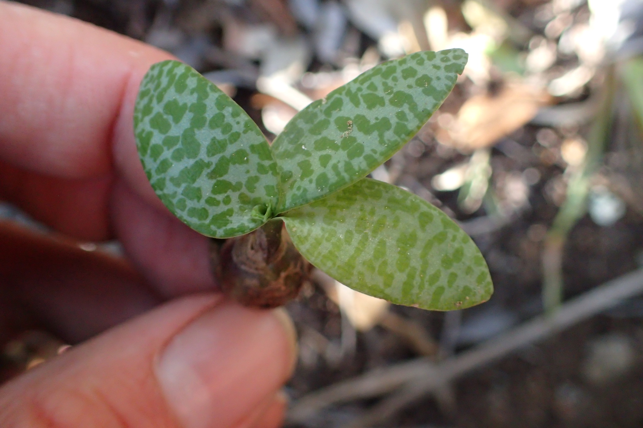 Imagem de Planta-pérola