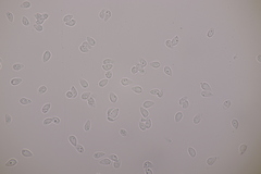 Botryobasidium vagum