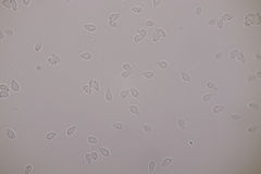 Botryobasidium vagum