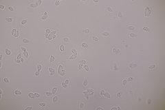 Botryobasidium vagum