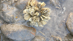 Volegalea cochlidium