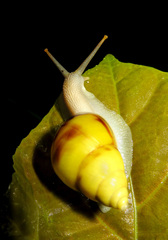 Amphidromus perversus