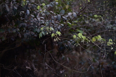 Stachyurus chinensis